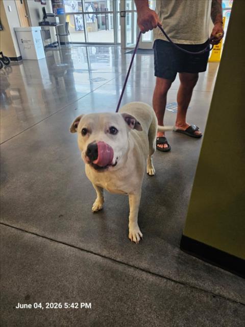 Shelter Stray Male Dog last seen Near BLOCK S HYDRAULIC AVE, HAYSVILLE KS 67060, Wichita, KS 67219