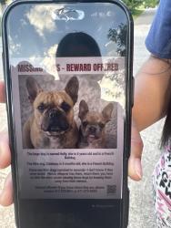 Lost Male Dog last seen Sunny lane cherry lane , Del City, OK 73115