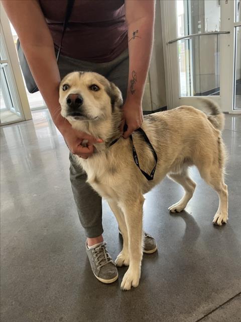 Shelter Stray Male Dog last seen Near BLOCK S EDGEMOOR DR, WICHITA KS 67218, Wichita, KS 67219