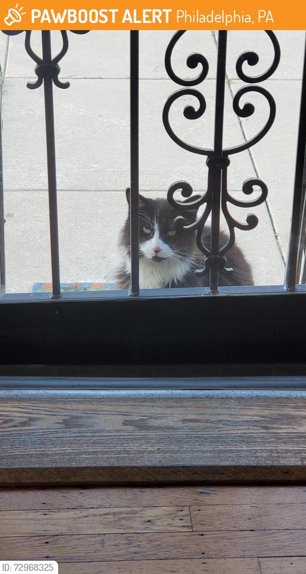 Found/Stray Unknown Cat last seen Veree and Rising Sun Ave, Philadelphia, PA 19111