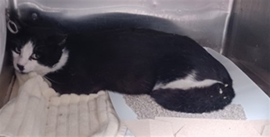 Shelter Stray Male Cat last seen , Irwindale, CA 91706