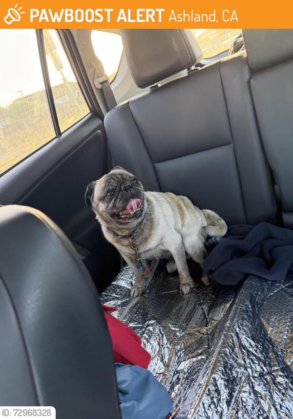 Found/Stray Male Dog last seen Elgin St, Ashland, CA 94578