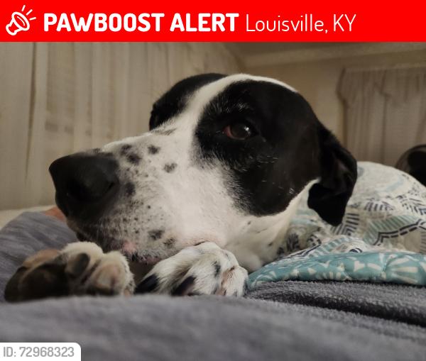 Lost Female Dog last seen Near Witten Dr Louisville KY, Louisville, KY 40258