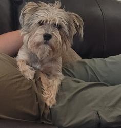 Reunited Male Dog last seen Reach Beam &Montana , El Paso, TX 79938