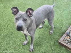 Shelter Stray Female Dog last seen , Los Angeles, CA 91405