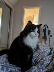 Lost Male Cat last seen Healey str Moorabbin, Moorabbin, VIC 3189