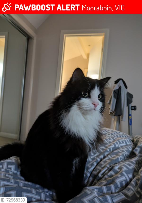 Lost Male Cat last seen Healey str Moorabbin, Moorabbin, VIC 3189