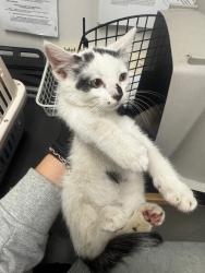 Shelter Stray Male Cat last seen , Los Angeles, CA 91405