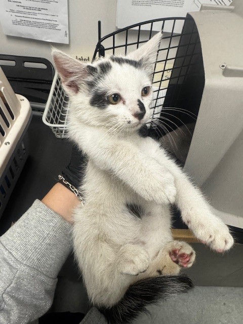 Shelter Stray Male Cat last seen , Los Angeles, CA 91405