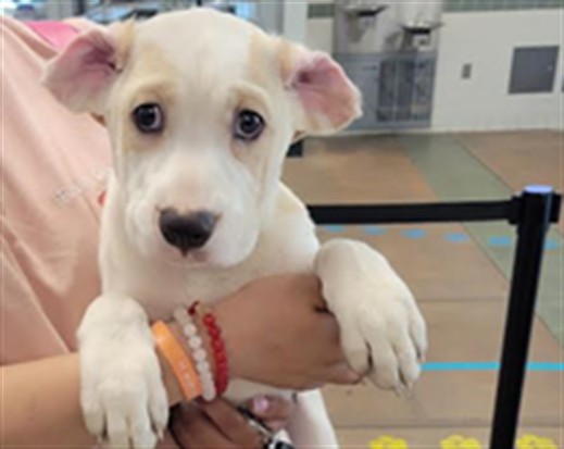 Shelter Stray Male Dog last seen , Los Angeles, CA 91405