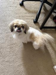 Found/Stray Female Dog last seen Near highway and Greenwald Ave, Perris, CA 92570