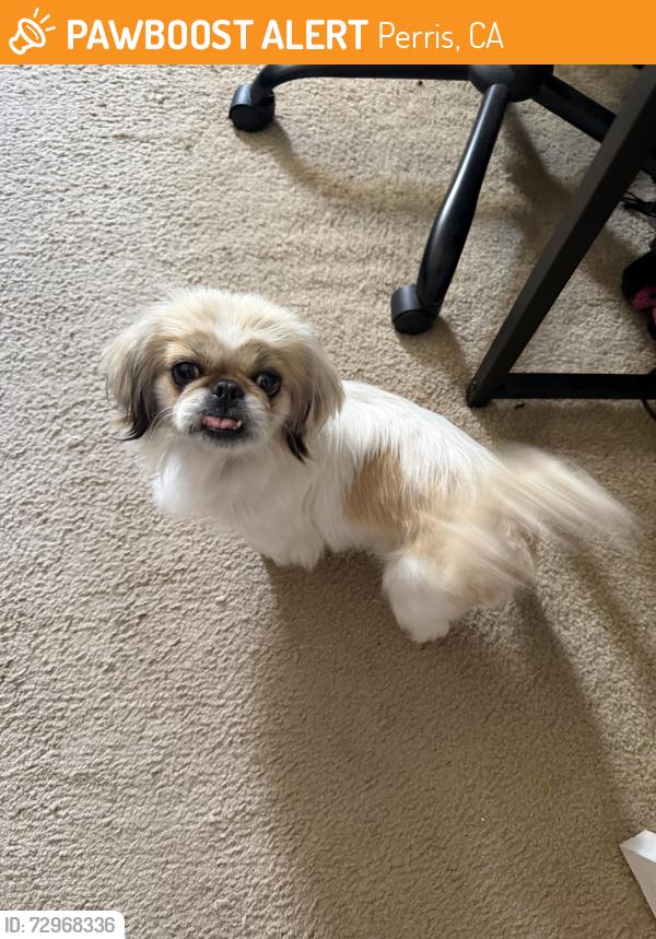 Found/Stray Female Dog last seen Near highway and Greenwald Ave, Perris, CA 92570
