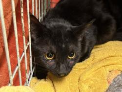 Shelter Stray Unknown Cat last seen Near BLOCK PACIFIC HWY S, KENT WA 98032, Kent, WA 98032