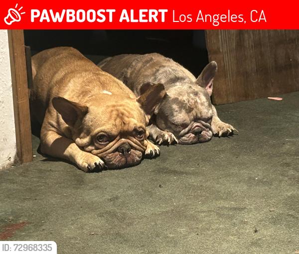 Lost Male Dog last seen Figueroa , Los Angeles, CA 90011