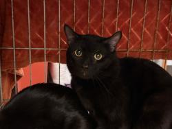 Shelter Stray Unknown Cat last seen Near BLOCK PACIFIC HWY S, KENT WA 98032, Kent, WA 98032