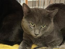 Shelter Stray Male Cat last seen Near BLOCK PACIFIC HWY S, KENT WA 98032, Kent, WA 98032
