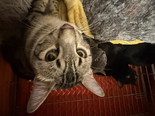 Shelter Stray Male Cat last seen Near BLOCK PACIFIC HWY S, KENT WA 98032, Kent, WA 98032