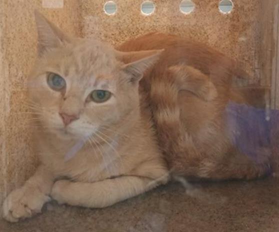 Shelter Stray Male Cat last seen , Camarillo, CA 93010