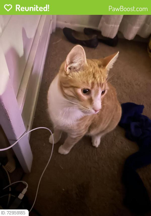 Reunited Male Cat last seen Bonnie Cove, Glendora, CA 91740