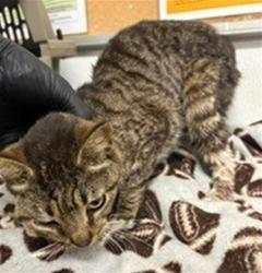 Shelter Stray Female Cat last seen , Camarillo, CA 93010