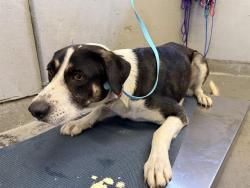 Shelter Stray Male Dog last seen , Camarillo, CA 93010