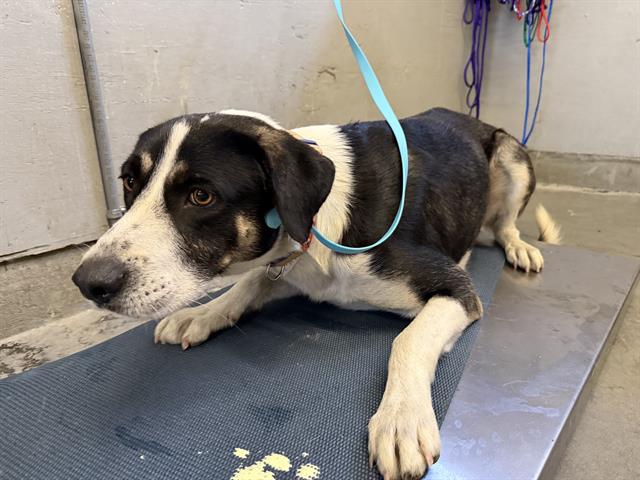 Shelter Stray Male Dog last seen , Camarillo, CA 93010