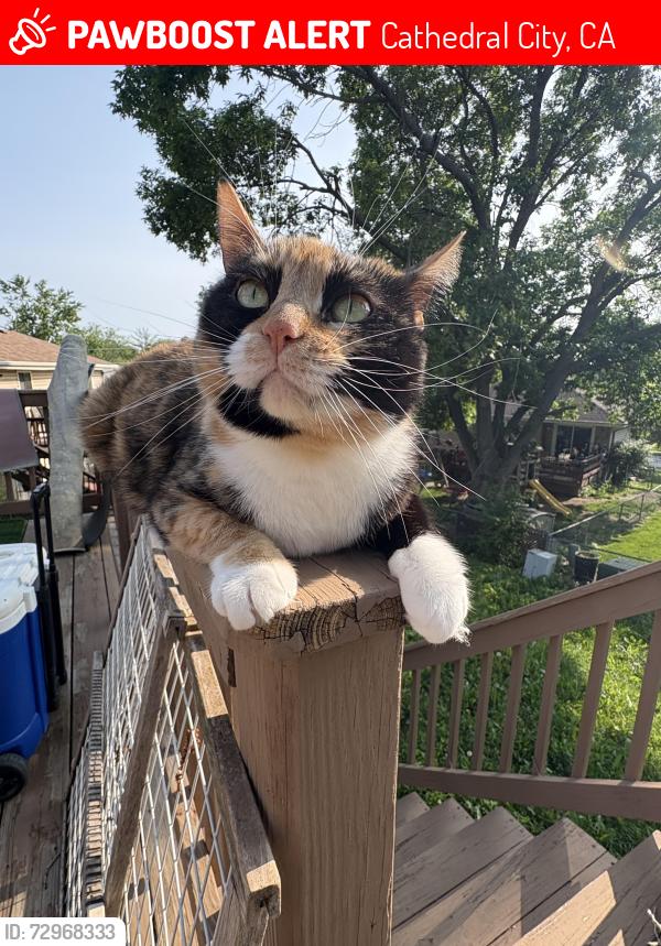 Lost Female Cat last seen Whispering palms trail, Cathedral City, CA 92234