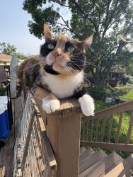 Lost Female Cat last seen Whispering palms trail, Cathedral City, CA 92234