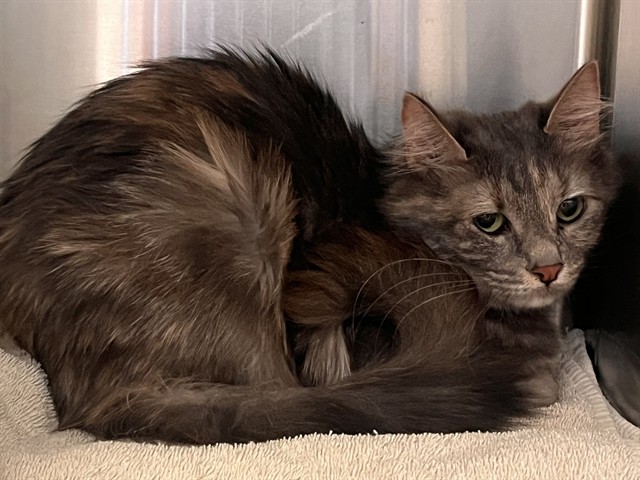 Shelter Stray Unknown Cat last seen Near BLOCK ATHLETIC AVE, COLORADO SPRINGS CO 80911, Colorado Springs, CO 80905