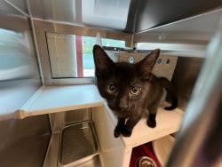 Shelter Stray Male Cat last seen Near BLOCK CRESTLINE DR, COLORADO SPRINGS CO 80916, Colorado Springs, CO 80905