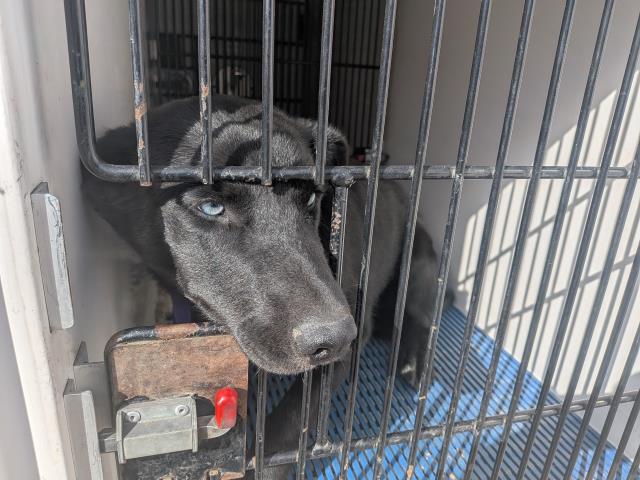 Shelter Stray Male Dog last seen Near BLOCK JORDAN RD, FOUNTAIN, CO 80817, Colorado Springs, CO 80905