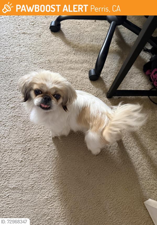 Found/Stray Female Dog last seen Highway 74 and greenwald ave, Perris, CA 92570