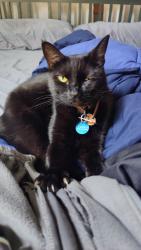 Lost Female Cat last seen SW corner of Ft. Steilacoom Park , Tacoma, WA 98498