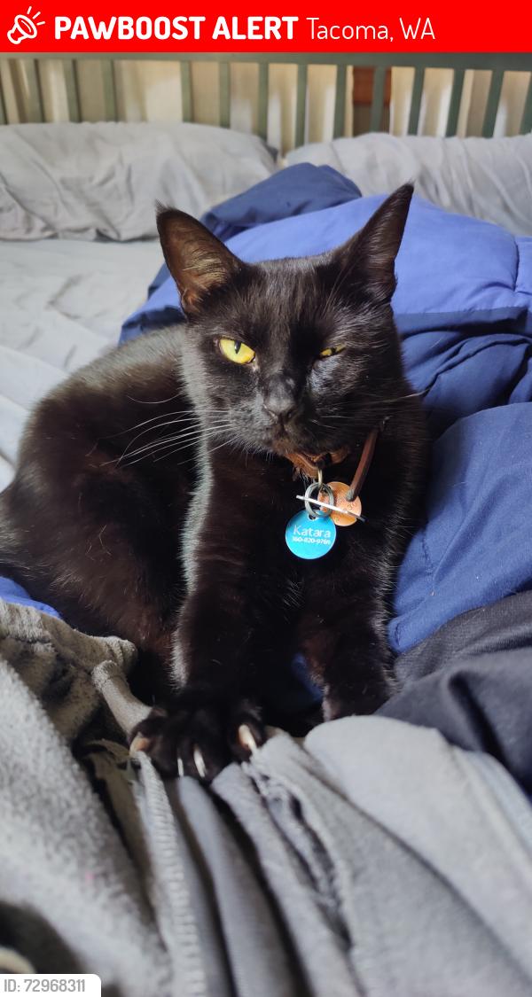 Lost Female Cat last seen SW corner of Ft. Steilacoom Park , Tacoma, WA 98498
