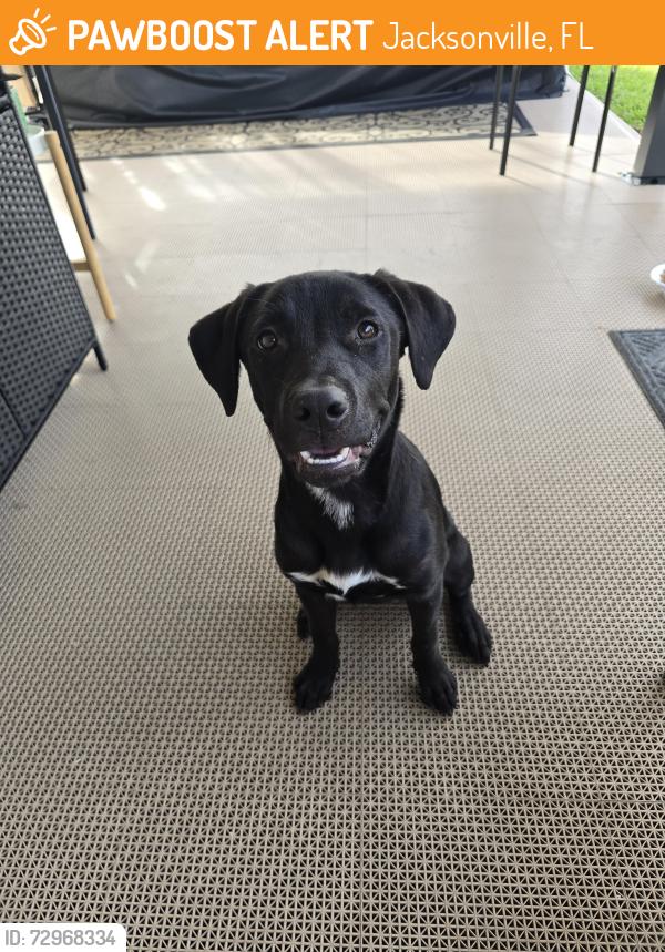 Found/Stray Female Dog last seen Timuquana and Seaboard Ave., Jacksonville, FL 32210