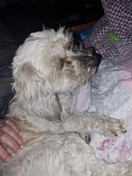 Reunited Female Dog last seen Turner rd, Belmont Rd, VA 23235