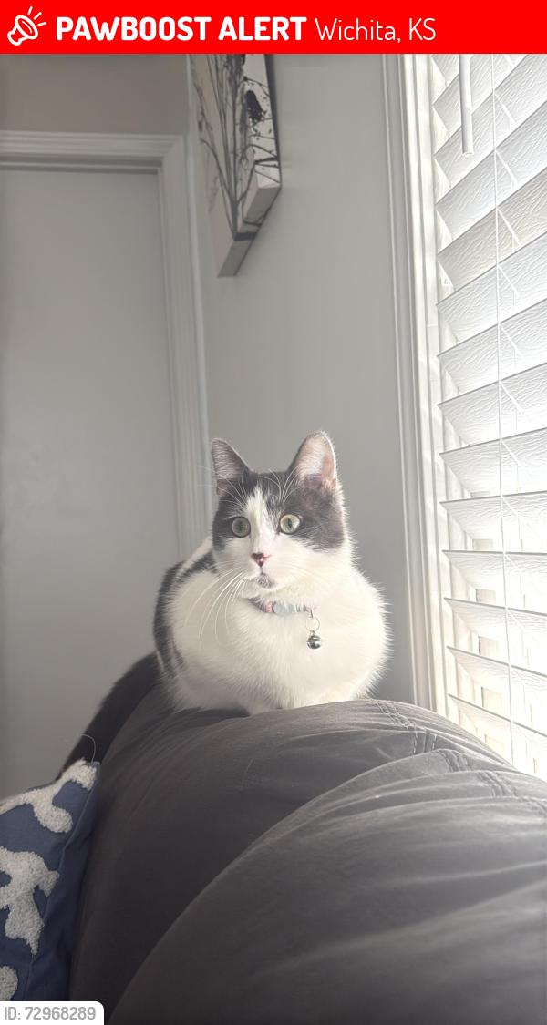 Lost Female Cat last seen Harry and Broadway , Wichita, KS 67211