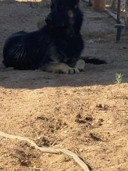 Reunited Male Dog last seen 32nd street & E Vineyard Road, Phoenix, AZ 85042