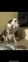 Lost Male Dog last seen Figueroa , Los Angeles, CA 90011