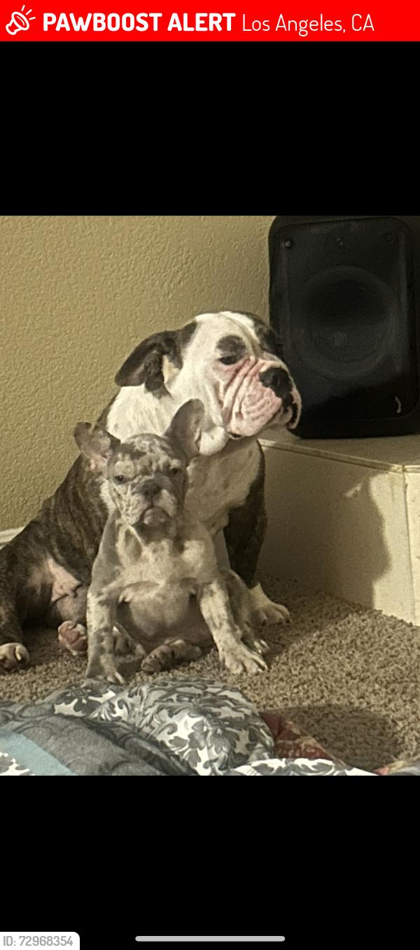 Lost Male Dog last seen Figueroa , Los Angeles, CA 90011