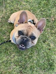 Lost Male Dog last seen Cross street little alley as well , South Gate, CA 90280