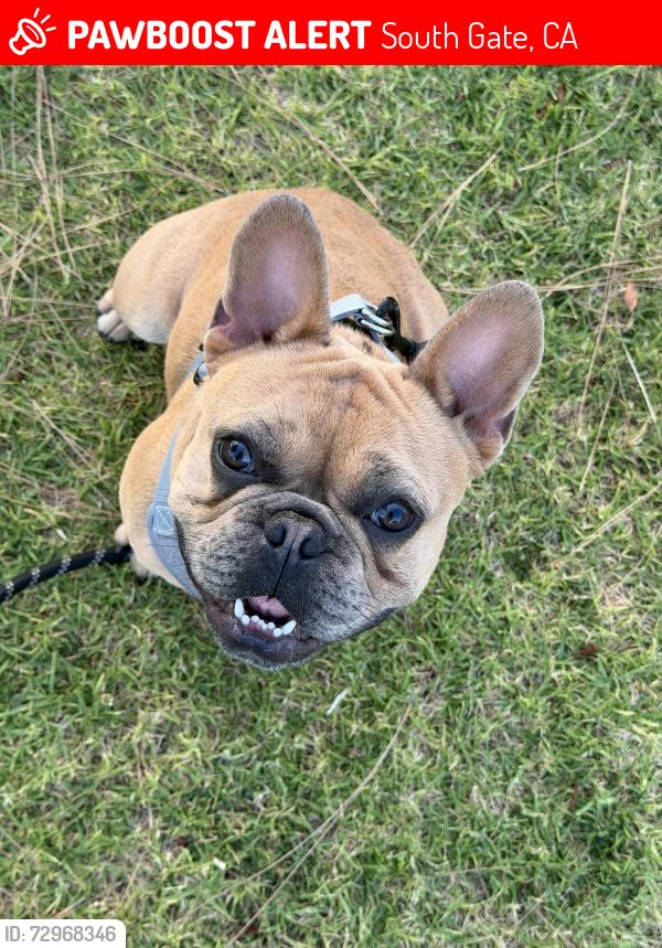 Lost Male Dog last seen Cross street little alley as well , South Gate, CA 90280