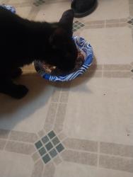 Reunited Male Cat last seen N. Rock Crusher Rd. near Venable, Citrus County, FL 34429
