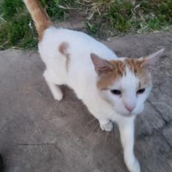 Found/Stray Unknown Cat last seen Near JFK blvd and Kensington in jersey city, Jersey City, NJ 07304