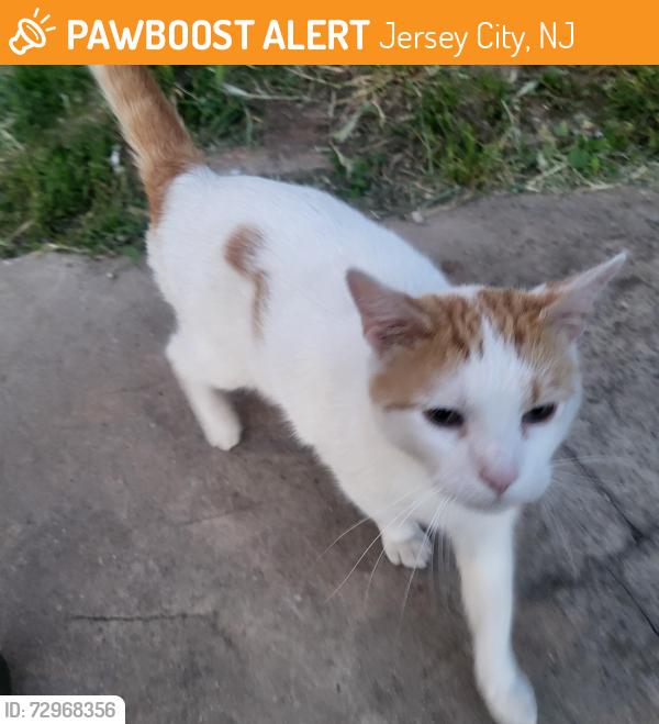 Found/Stray Unknown Cat last seen Near JFK blvd and Kensington in jersey city, Jersey City, NJ 07304