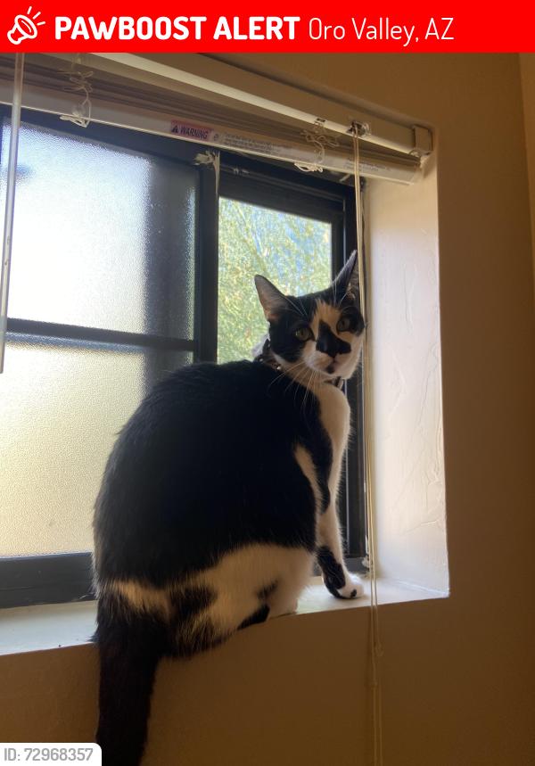 Lost Male Cat last seen N la Canada dr, Oro Valley, AZ 85737