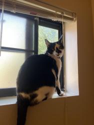 Lost Male Cat last seen N la Canada dr, Oro Valley, AZ 85737