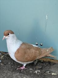 Shelter Stray Unknown Bird last seen CORPORATE, Hayward, CA 94544