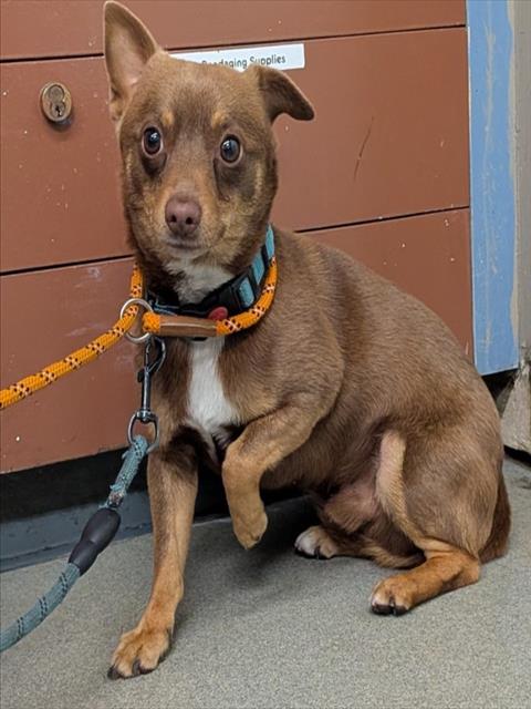 Shelter Stray Male Dog last seen BRIAN/BRUNO, Hayward, CA 94544