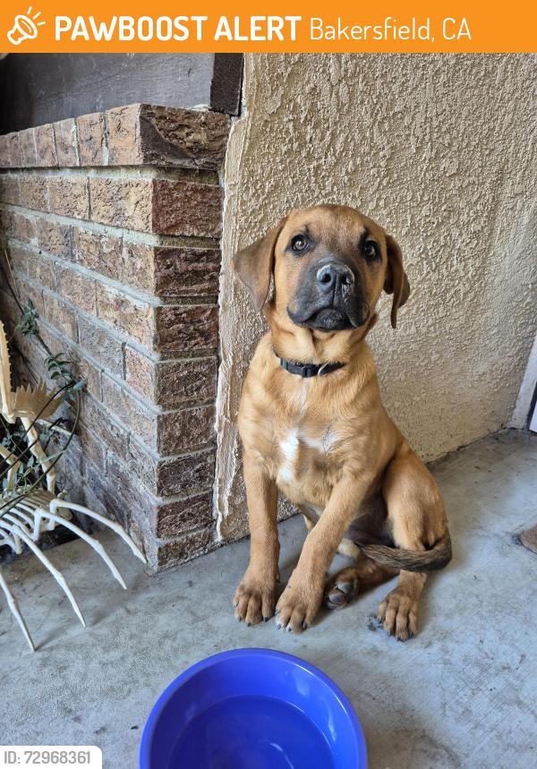 Found/Stray Female Dog last seen Hageman & Patton Near Discovery Elementary school , Bakersfield, CA 93308